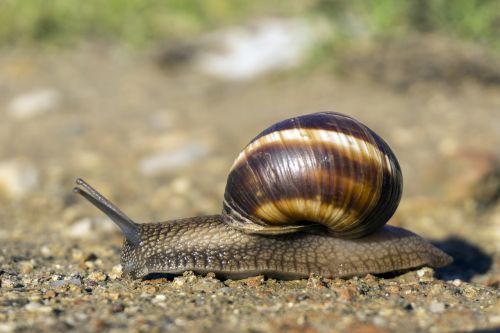 snail ground grass