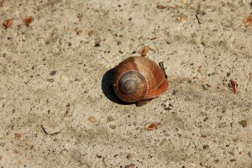 snail conch sand