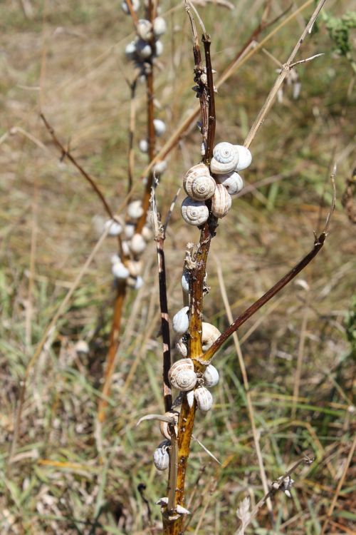 snail wood branch