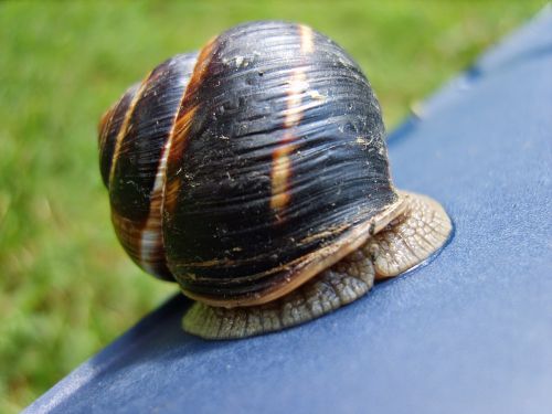 snail nature camping