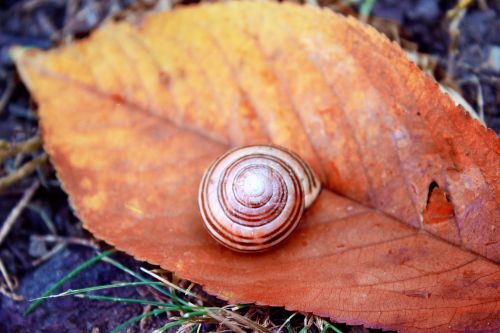snail november autumn