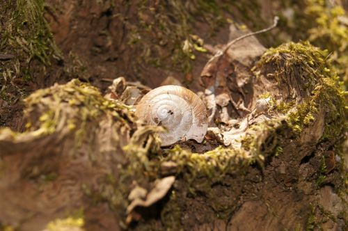 snail shell nature