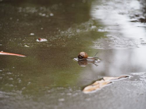 snail puddle wet