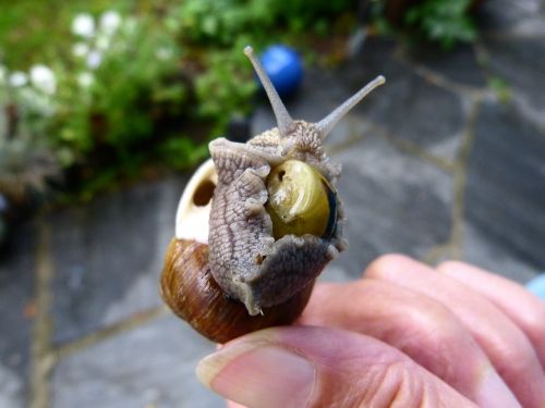 snail shell nature