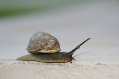 snail slow moving