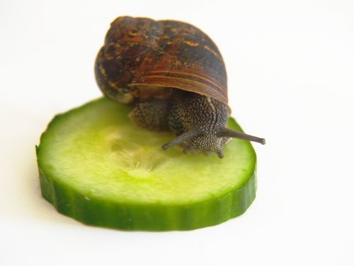 snail nature cucumber