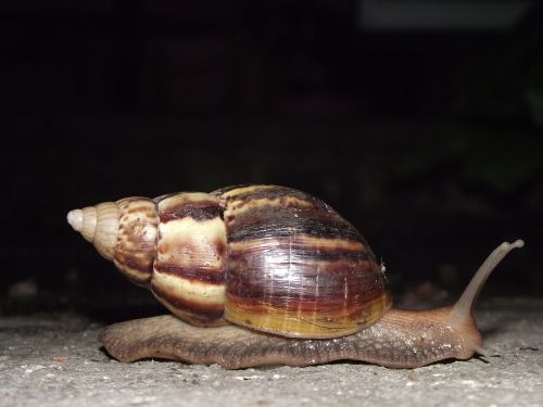 snail hoi thailand hoiklang night