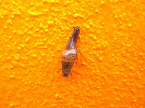 snail wall orange