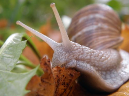 snail shell land snail