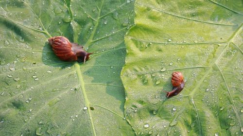 snail dew drops leaf