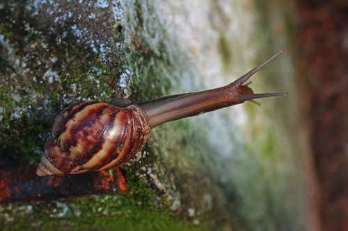 snail dew drops leaf