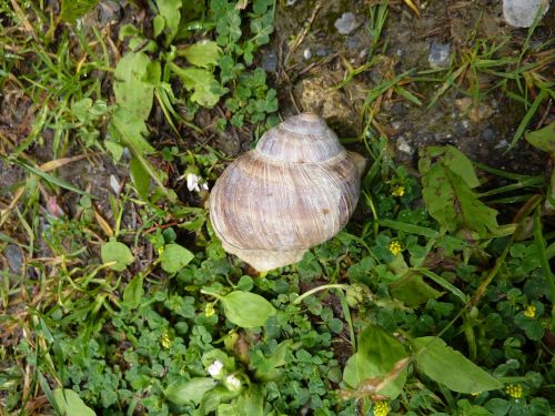 snail animal nature