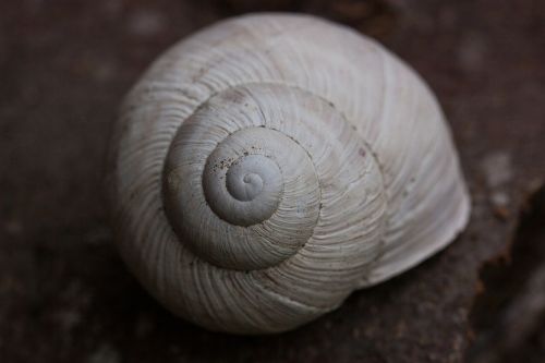 snail snails helix