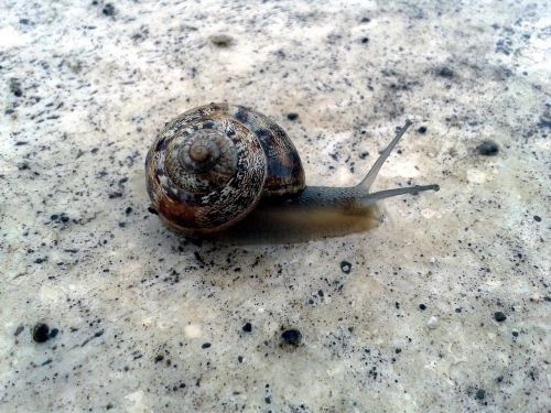 snail animals crawl