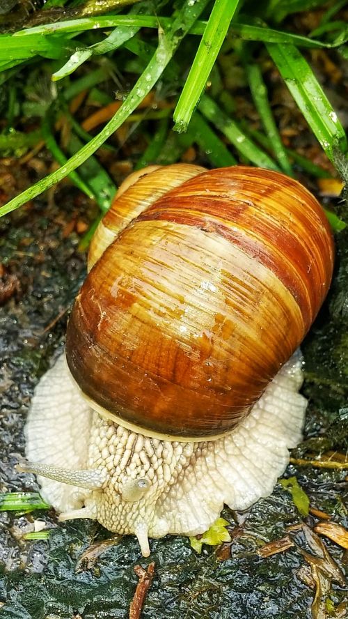 snail shell slimy