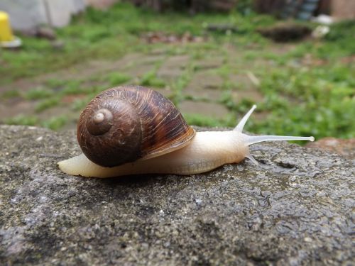 snail molluscum spiral