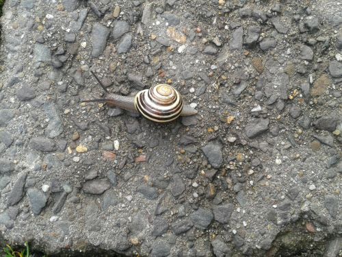 snail slowly sneak