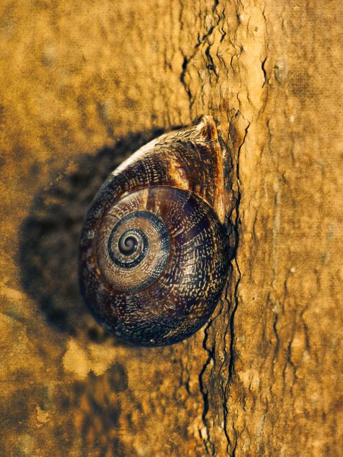 snail spiral wall