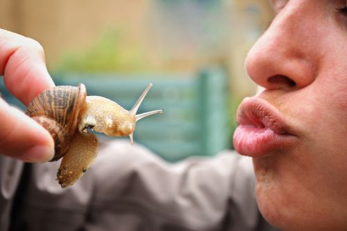snail kiss reptile