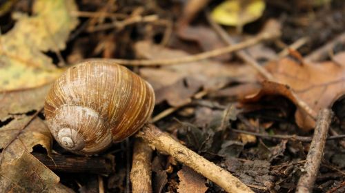 snail snail shell autumn