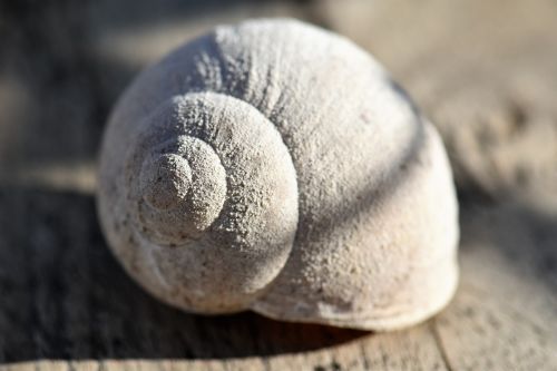 snail rock snail housing