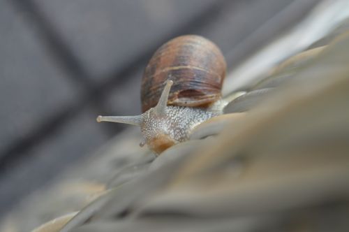 snail nature animal