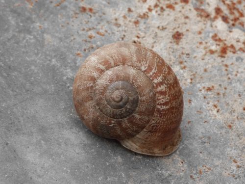 snail shell spiral