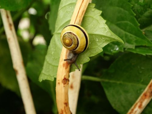 snail nature crawl