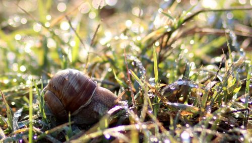 snail dew morning