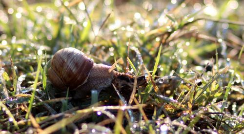 snail dew morning