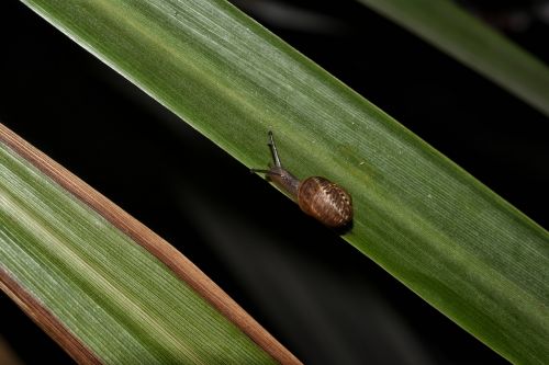 snail nature leaf