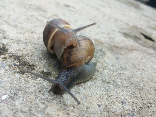 snail snail couple molluscs
