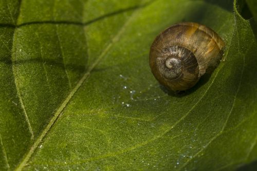 snail sheet green