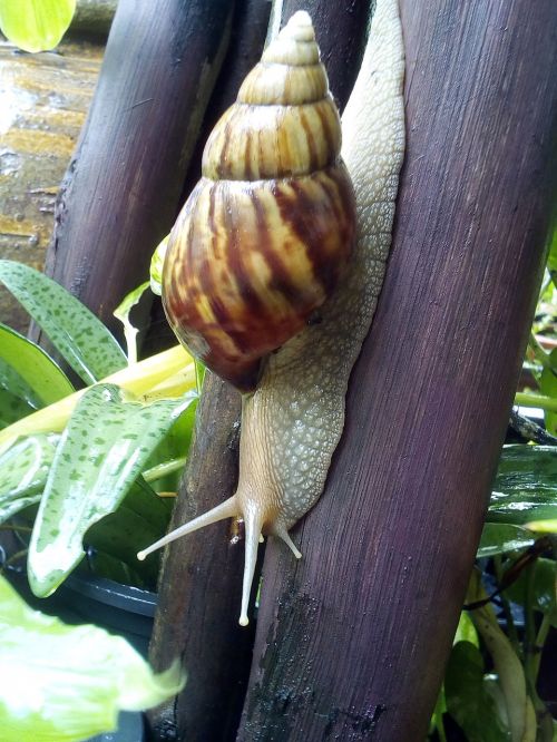 snail ramble hooker