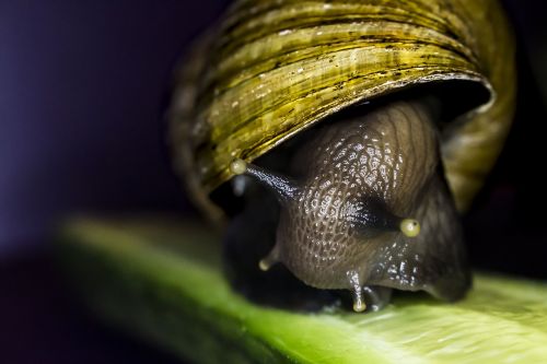 snail pet animal