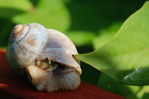 snail shell animal