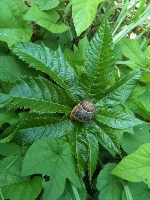 snail shell view