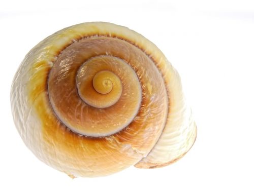 snail shell nature