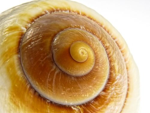 snail shell nature