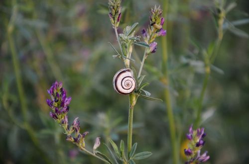 snail flower leaf