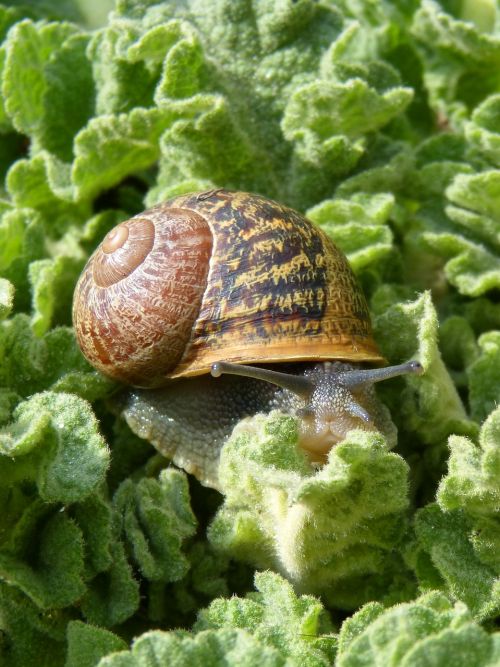 snail gastropod leaves