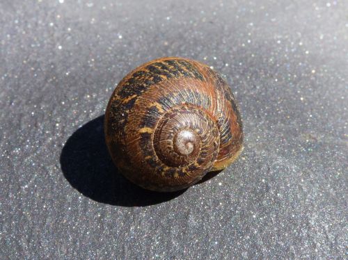 snail shell spiral