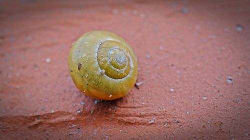 snail shell close
