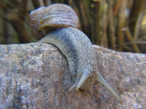 snail shell mucus