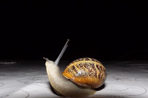 snail nature molluscum