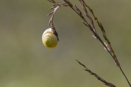 snail lemon snail nature