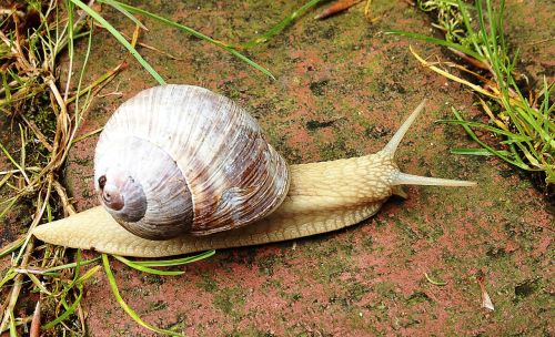 snail nature crawl