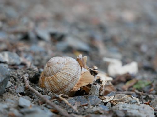 snail shell housing