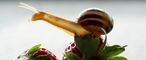 snail strawberries shell