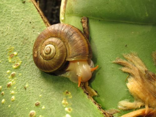 snail animal fauna